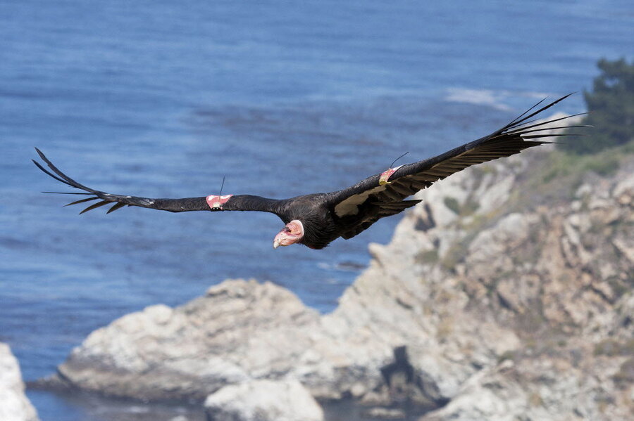 Longstruggling California condor may soar again